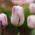 Tulp 'Flaming Flag'
