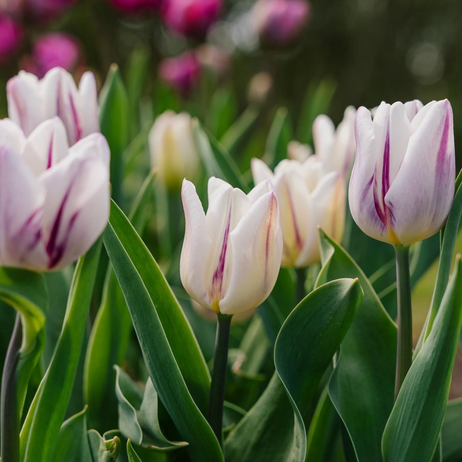 Tulp 'Flaming Flag'