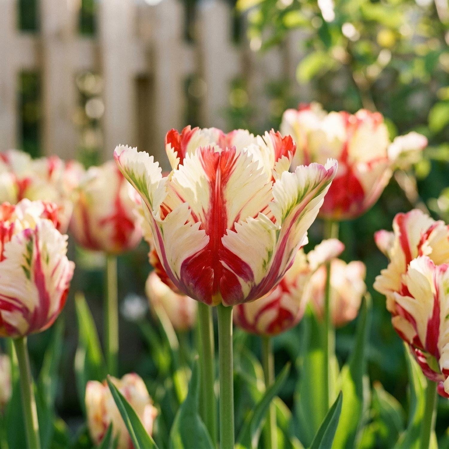 Tulp 'Flaming Parrot'