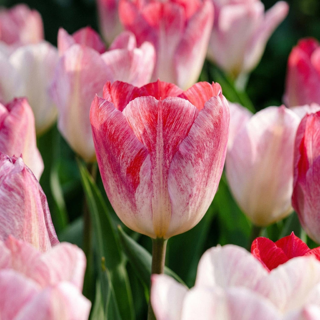 Tulp 'Flaming Purissima'