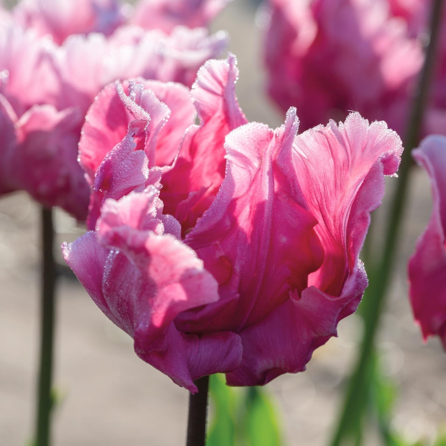 Tulp 'Flamingo Queen'