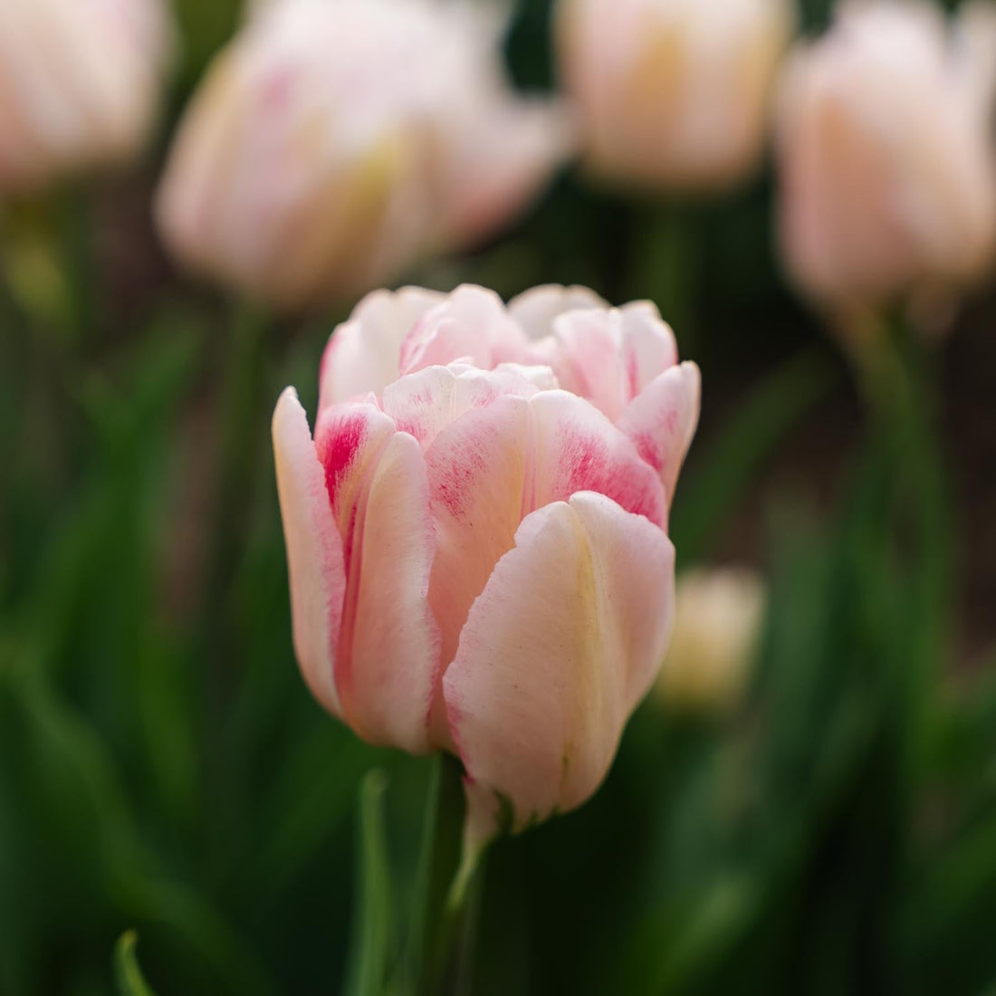 Tulp 'Foxtrot'
