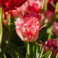 Tulp 'Foxtrot'