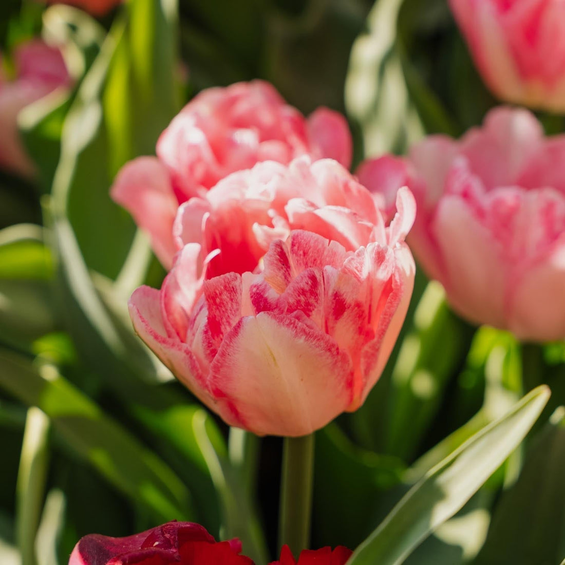 Tulp 'Foxtrot'