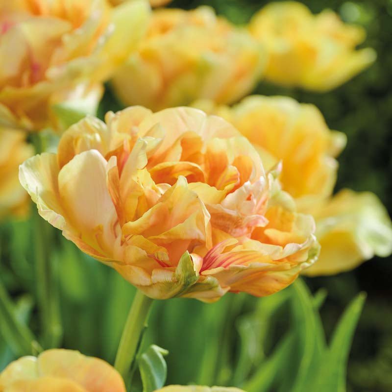 Tulp 'Foxy Foxtrot'