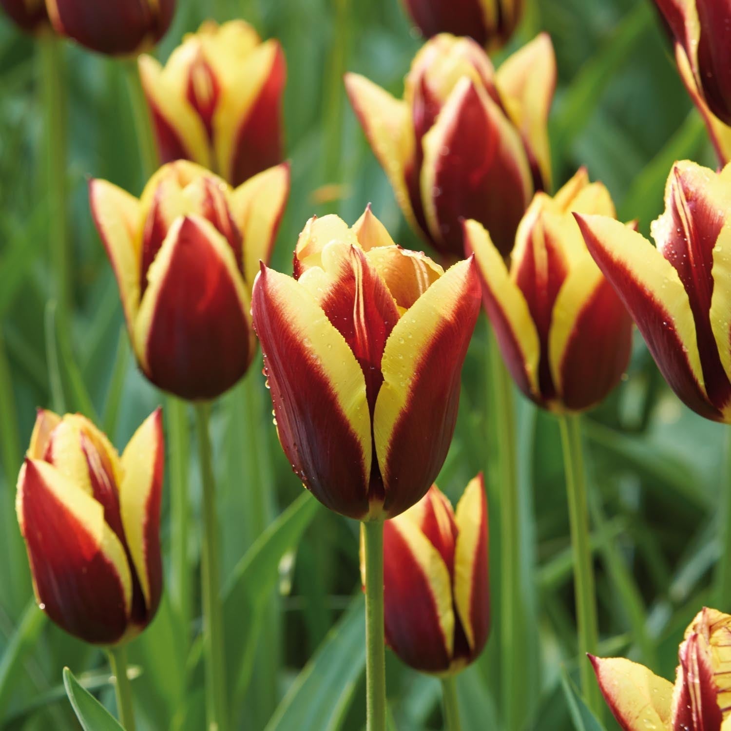 Tulp 'Gavota'