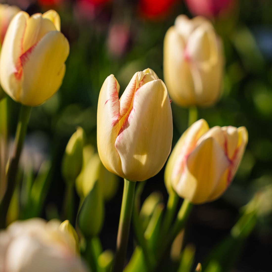 Tulp 'Graceland'
