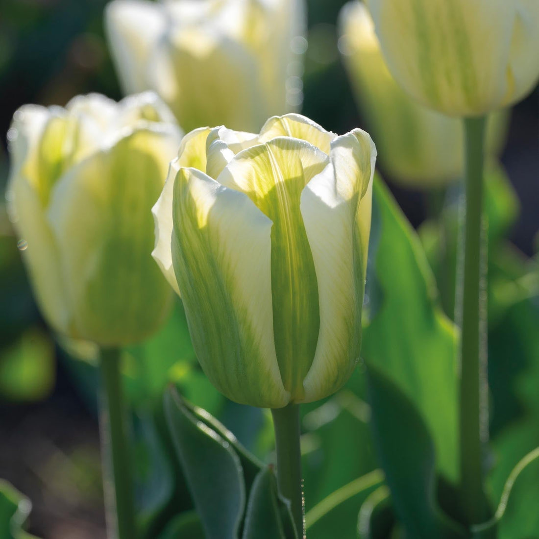 Tulp 'Green Spirit'