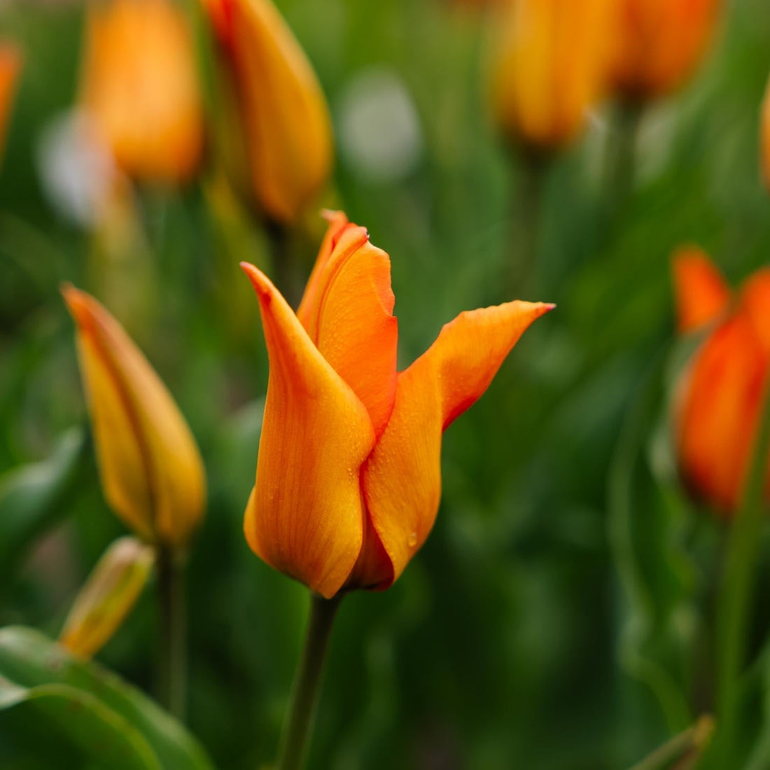 Tulp 'Greetje Smit'