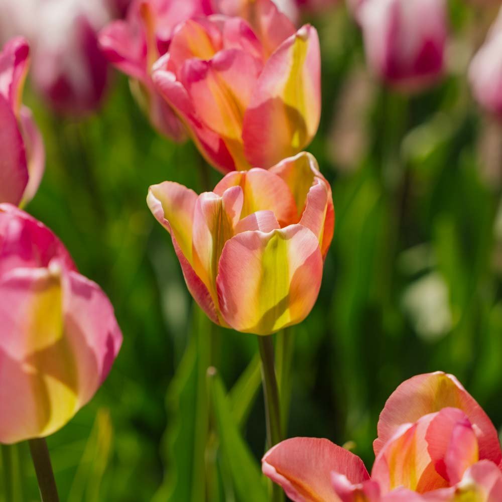 Tulp 'Groenland'