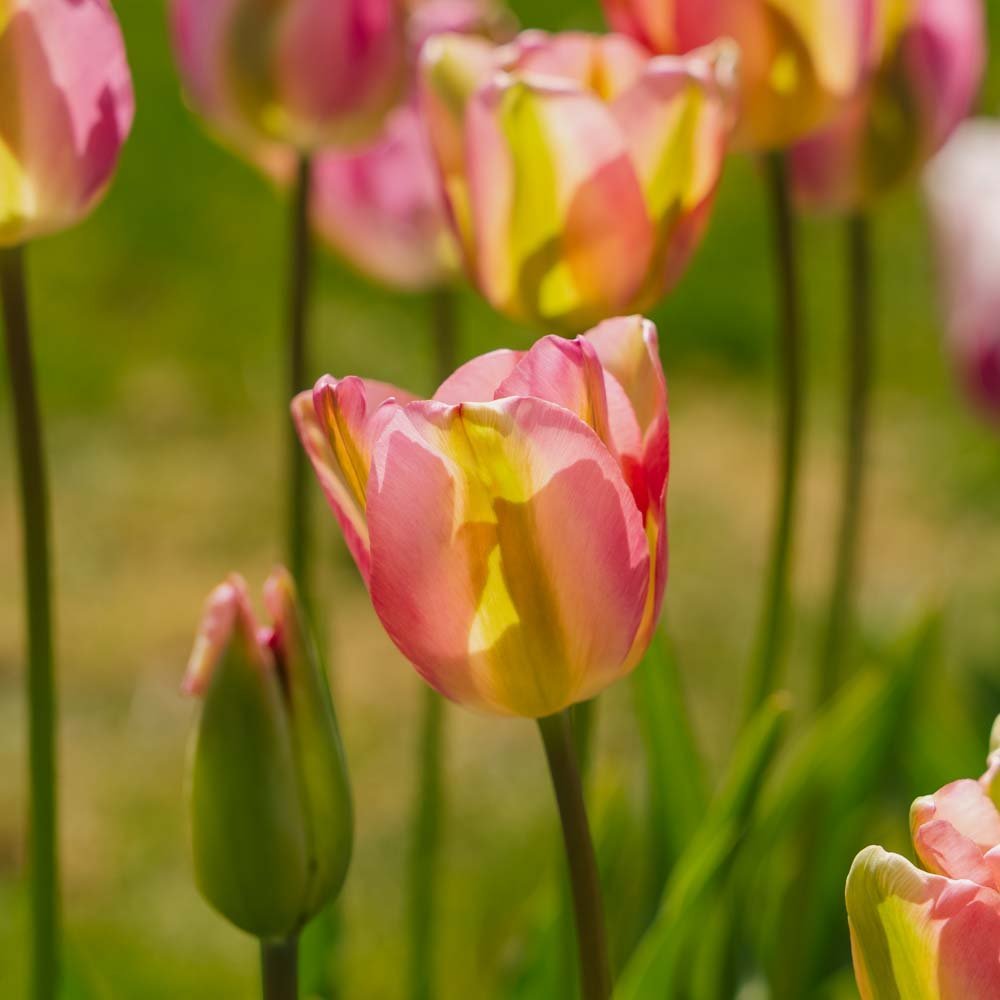 Tulp 'Groenland'