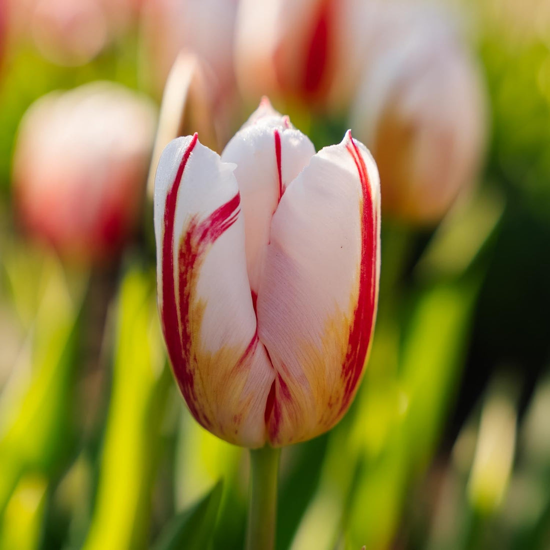Tulp 'Happy Generation'
