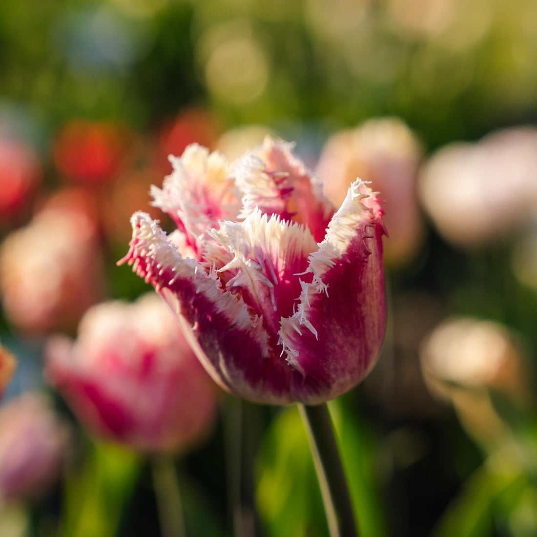 Tulp 'Hawaii'