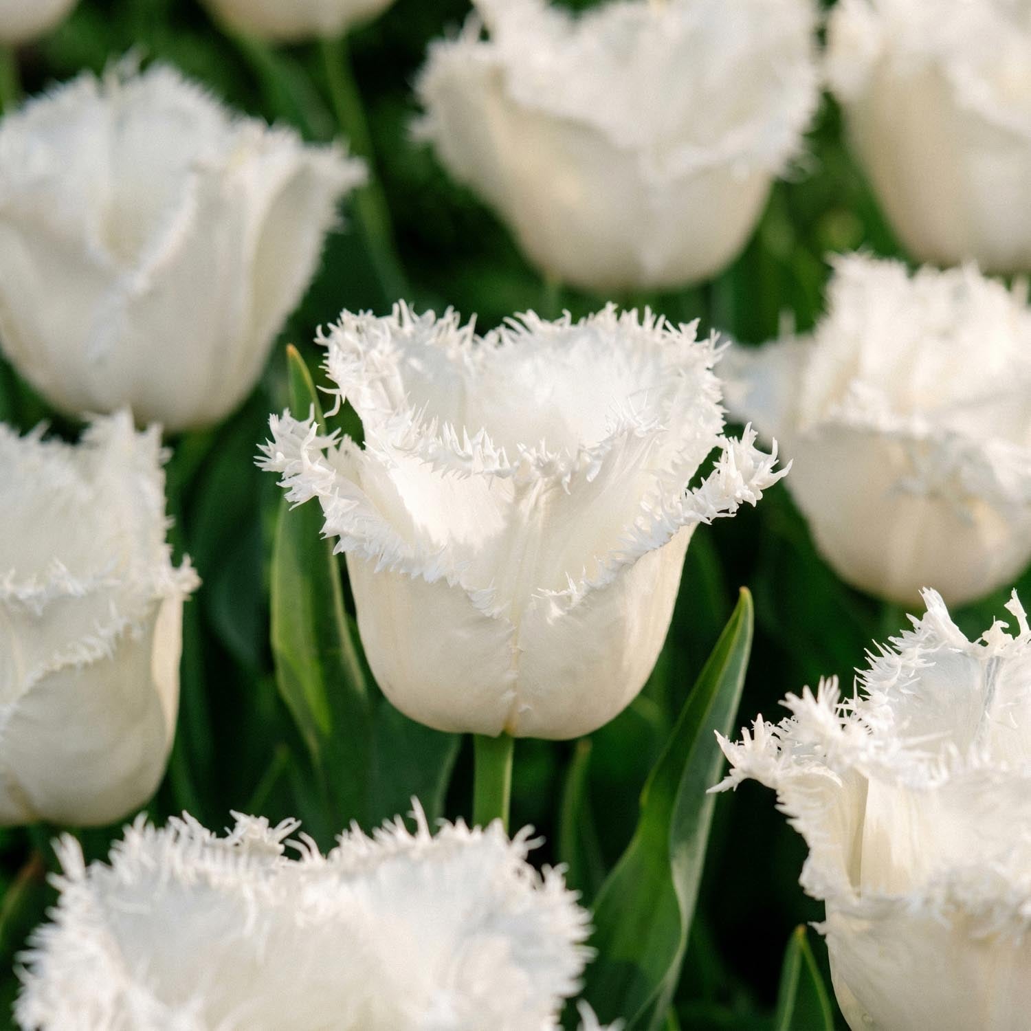 Tulp 'Honeymoon'