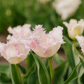 Tulp 'Huis Ten Bosch'