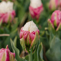 Tulp 'Ice Cream'