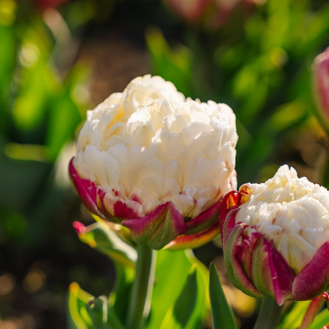 Tulp 'Ice Cream'