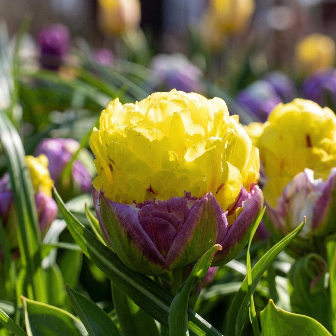 Tulp 'Ice Cream Banana'