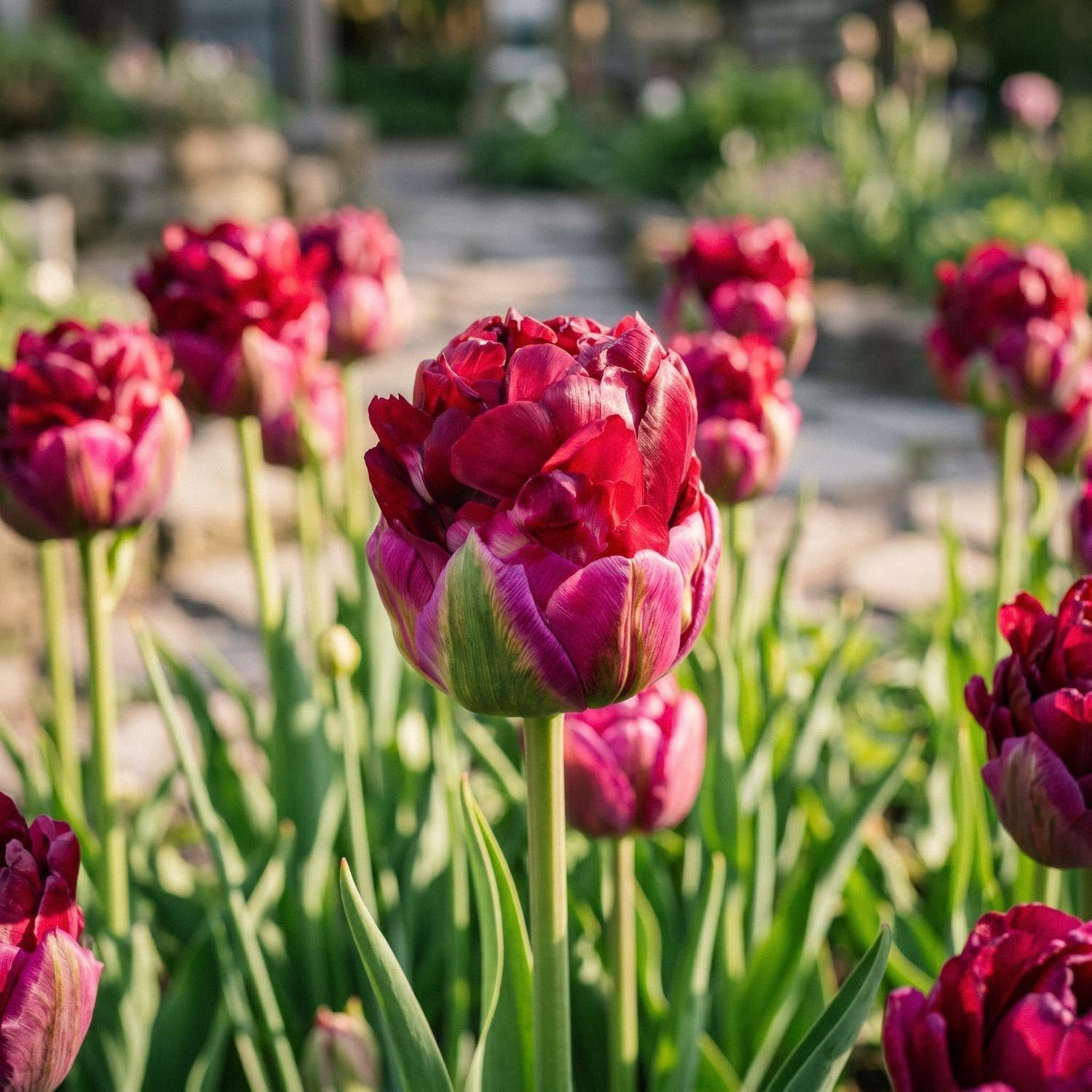 Tulp 'Ice Cream Cranberry'