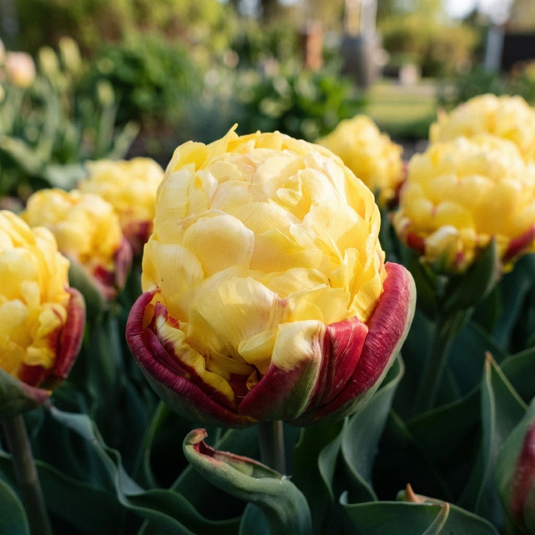 Tulp 'Ice Cream Lemon'
