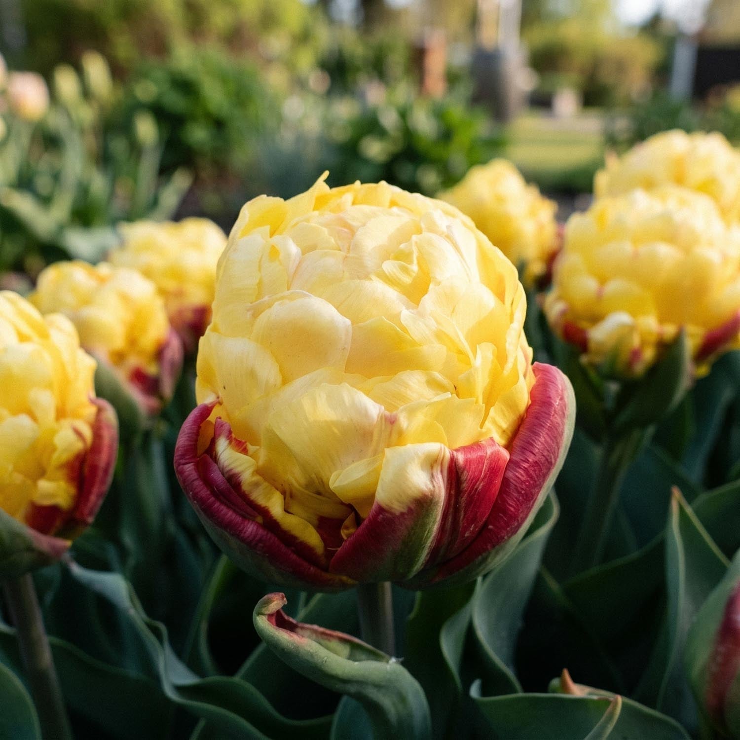 Tulp 'Ice Cream Lemon'