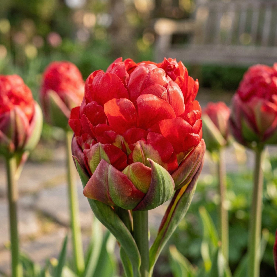 Tulp 'Ice Cream Strawberry'