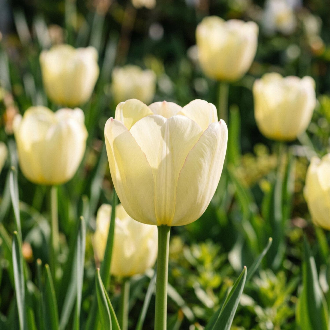 Tulp 'Ivory Floradale'