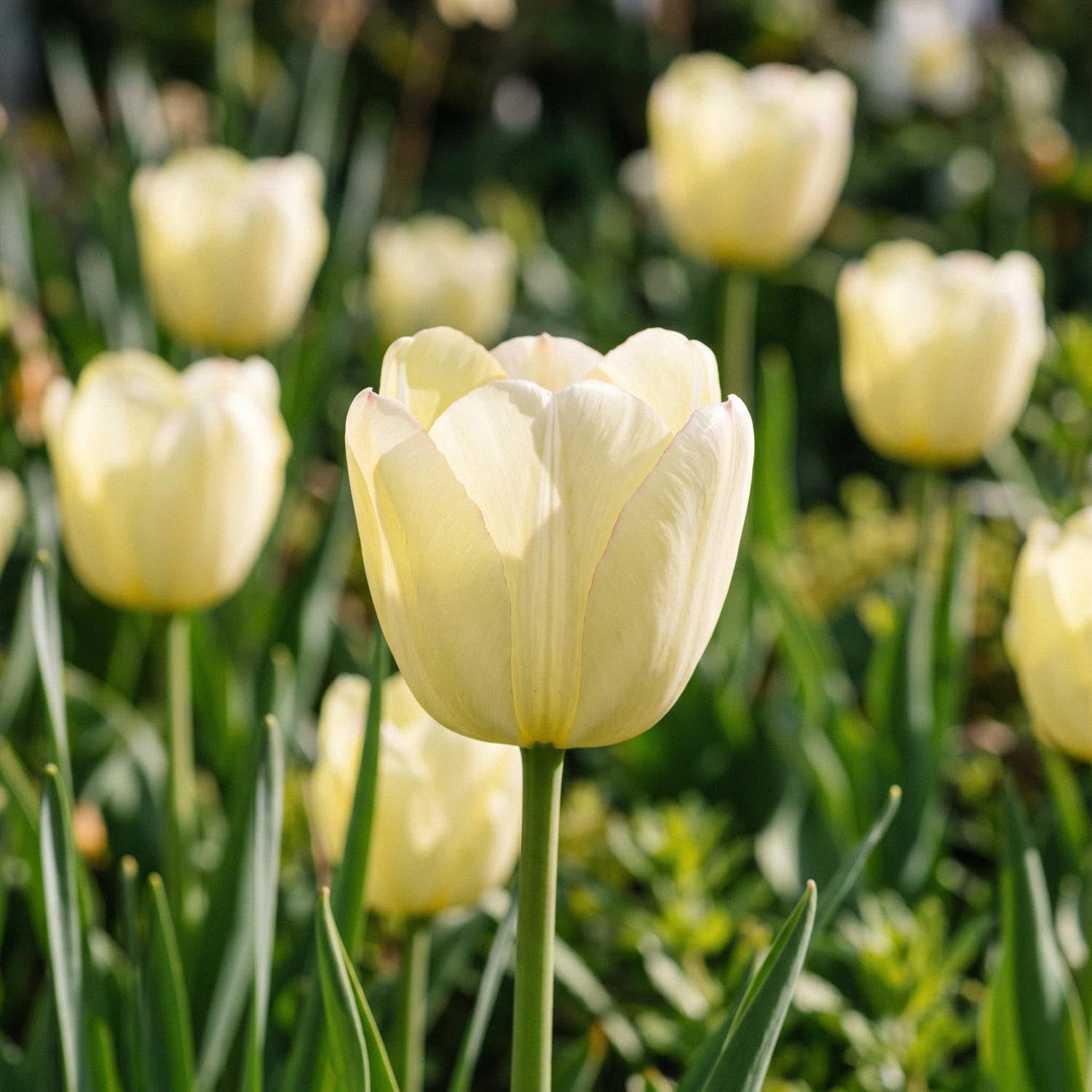 Tulp 'Ivory Floradale'