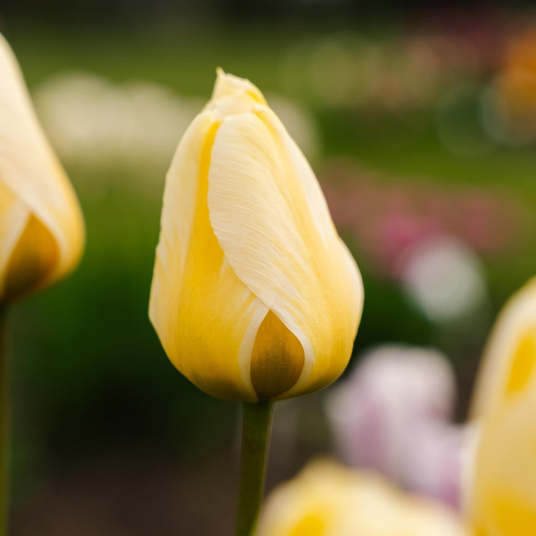 Tulp 'Jaap Groot'
