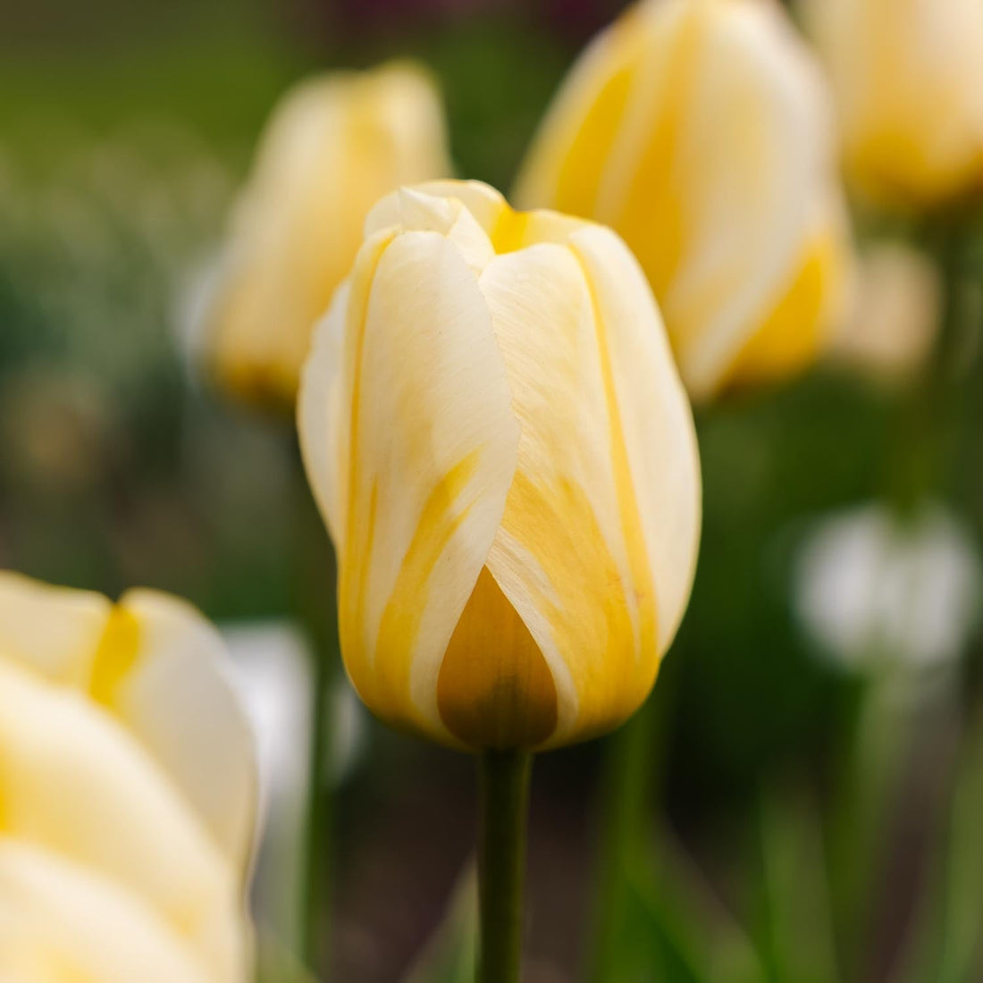 Tulp 'Jaap Groot'