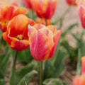 Tulp 'Jimmy'