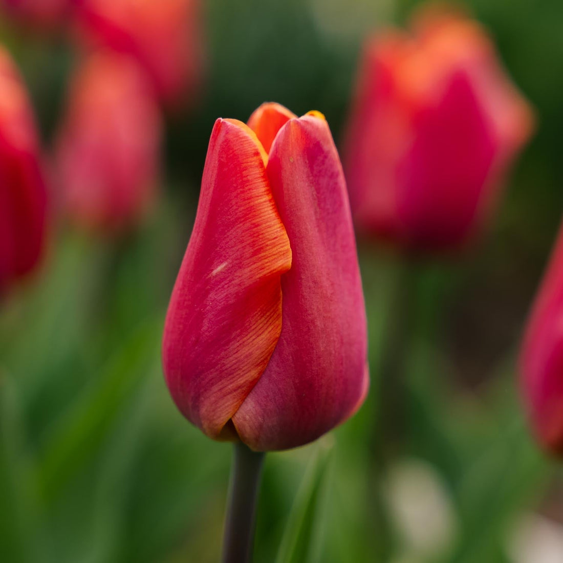 Tulp 'Jimmy'