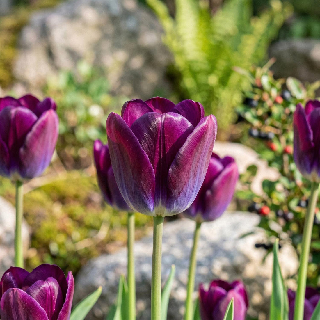 Tulp 'Kansas Proud'