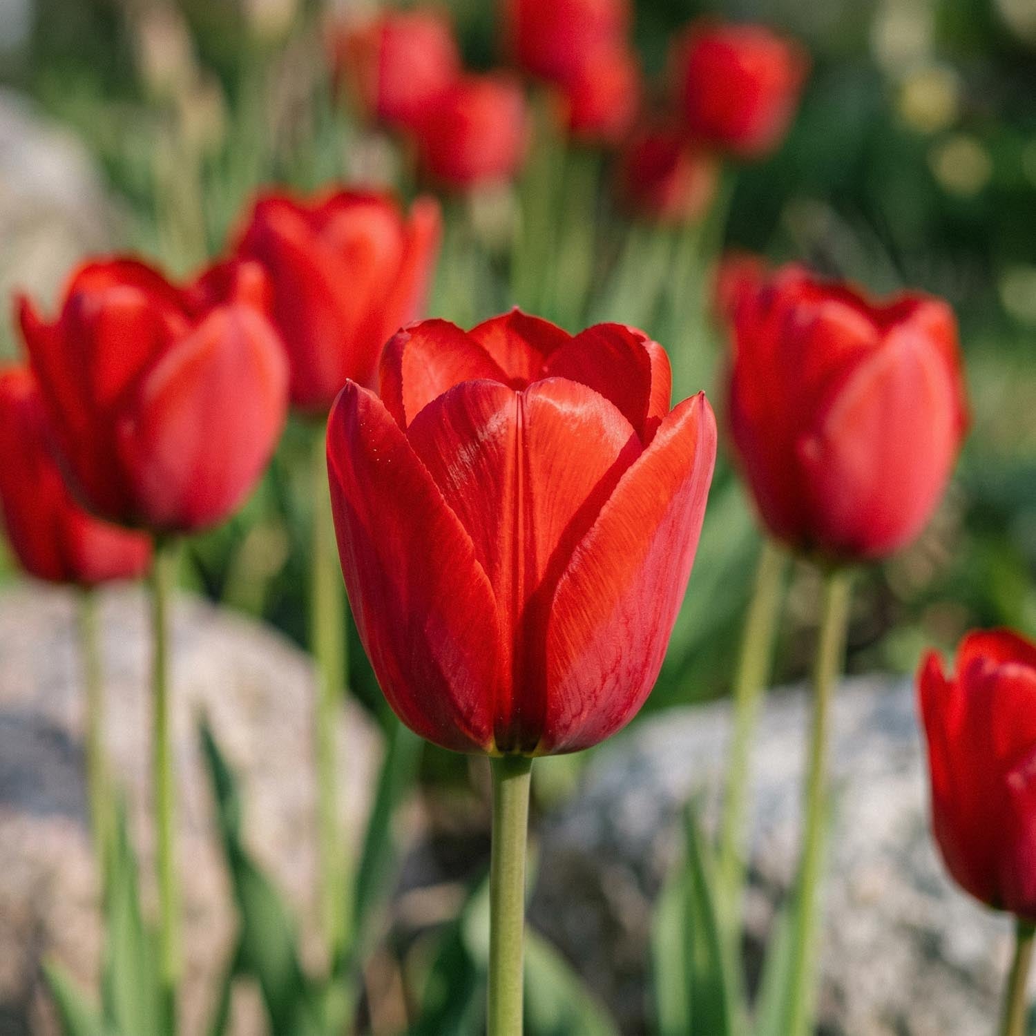 Tulp 'Kingsblood'