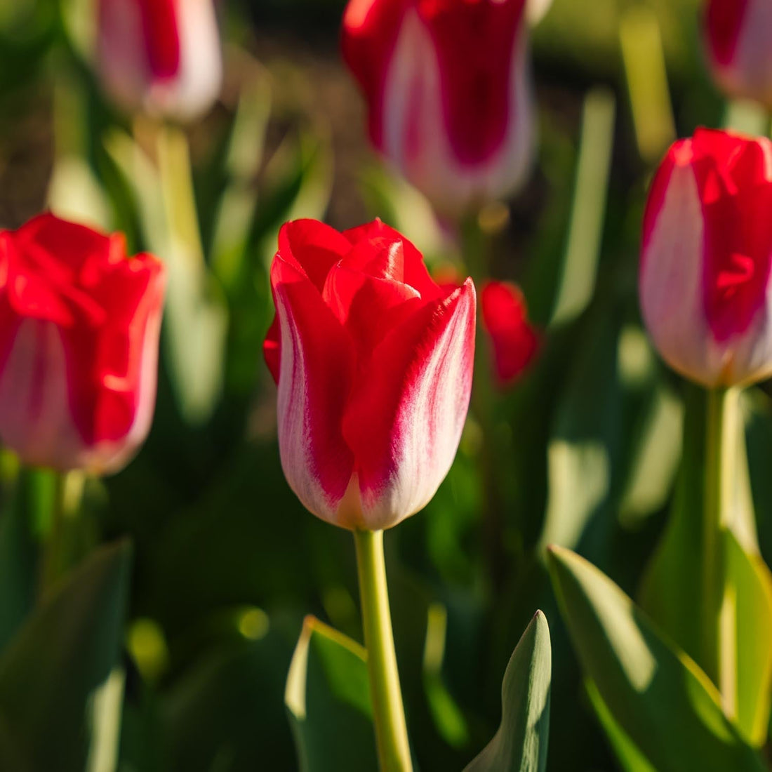 Tulp 'Kissable'