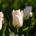 Tulp 'Kyoko Takahashi'