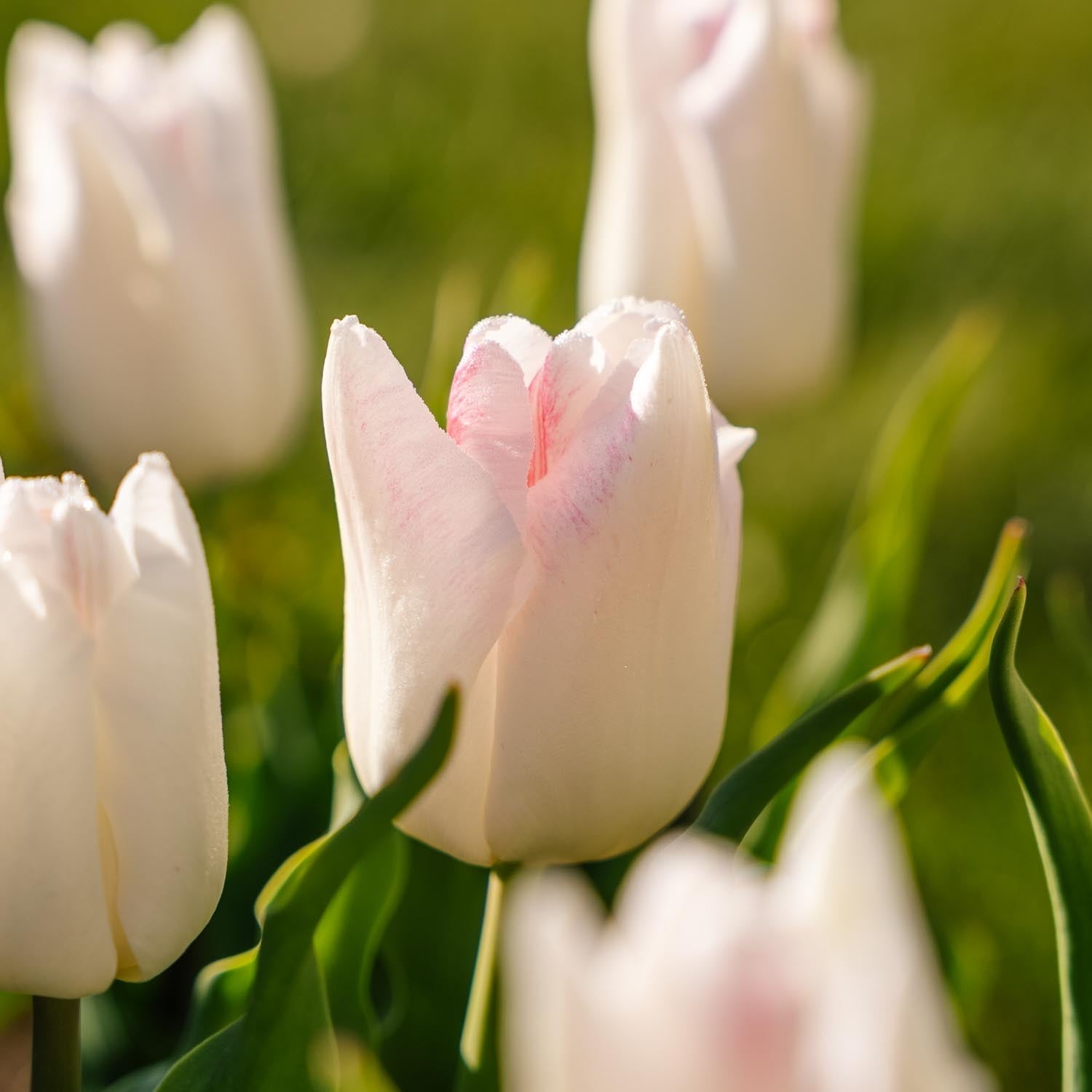 Tulp 'Kyoko Takahashi'