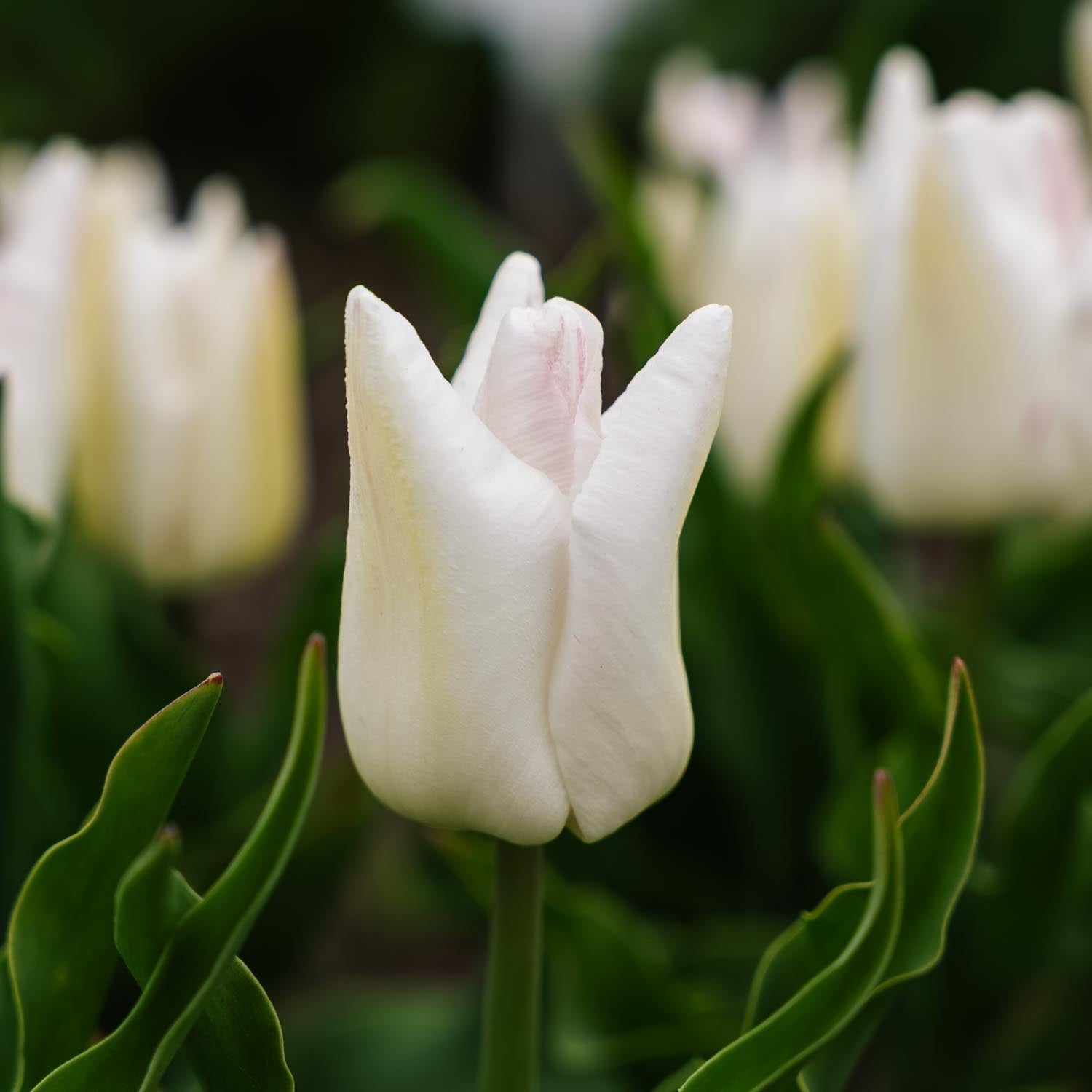 Tulp 'Kyoko Takahashi'
