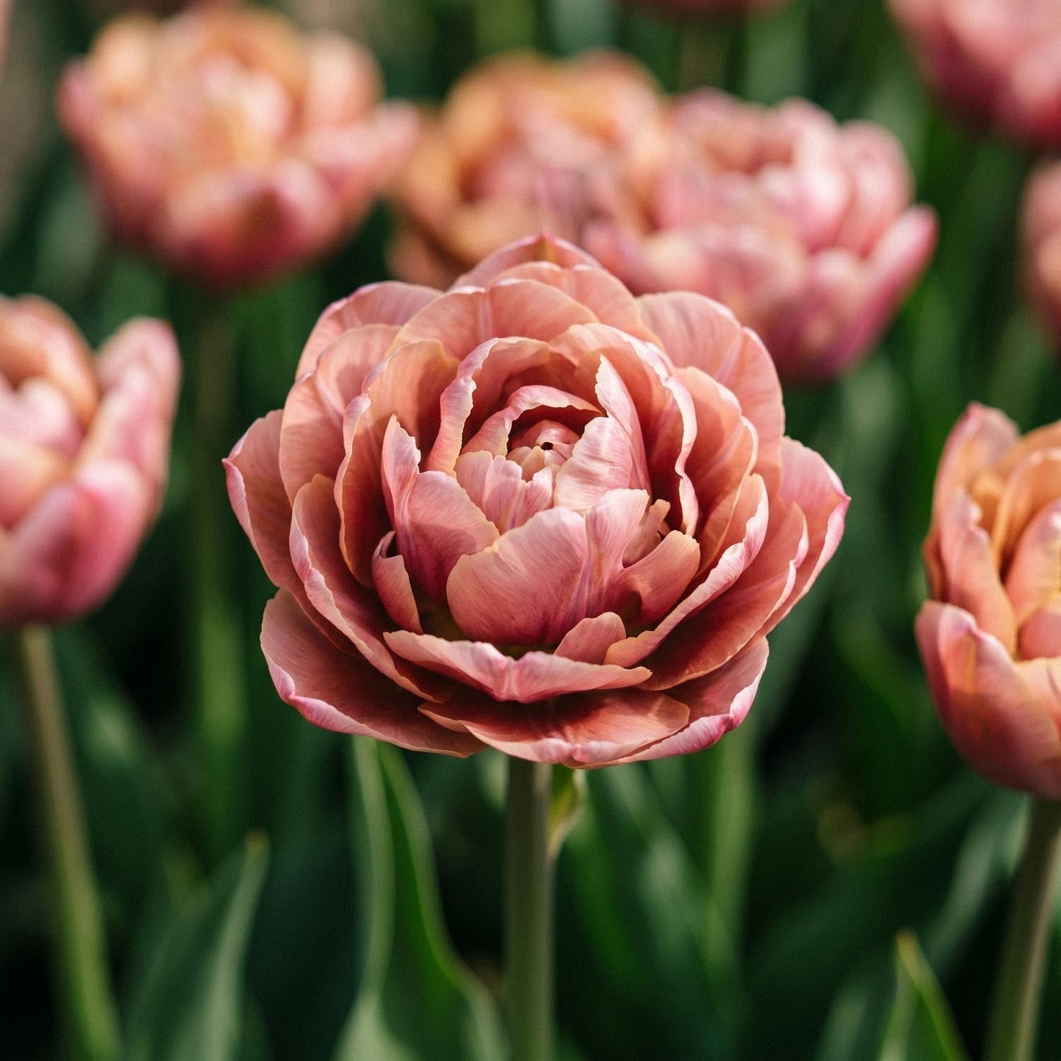 Tulp 'La Belle Epoque'