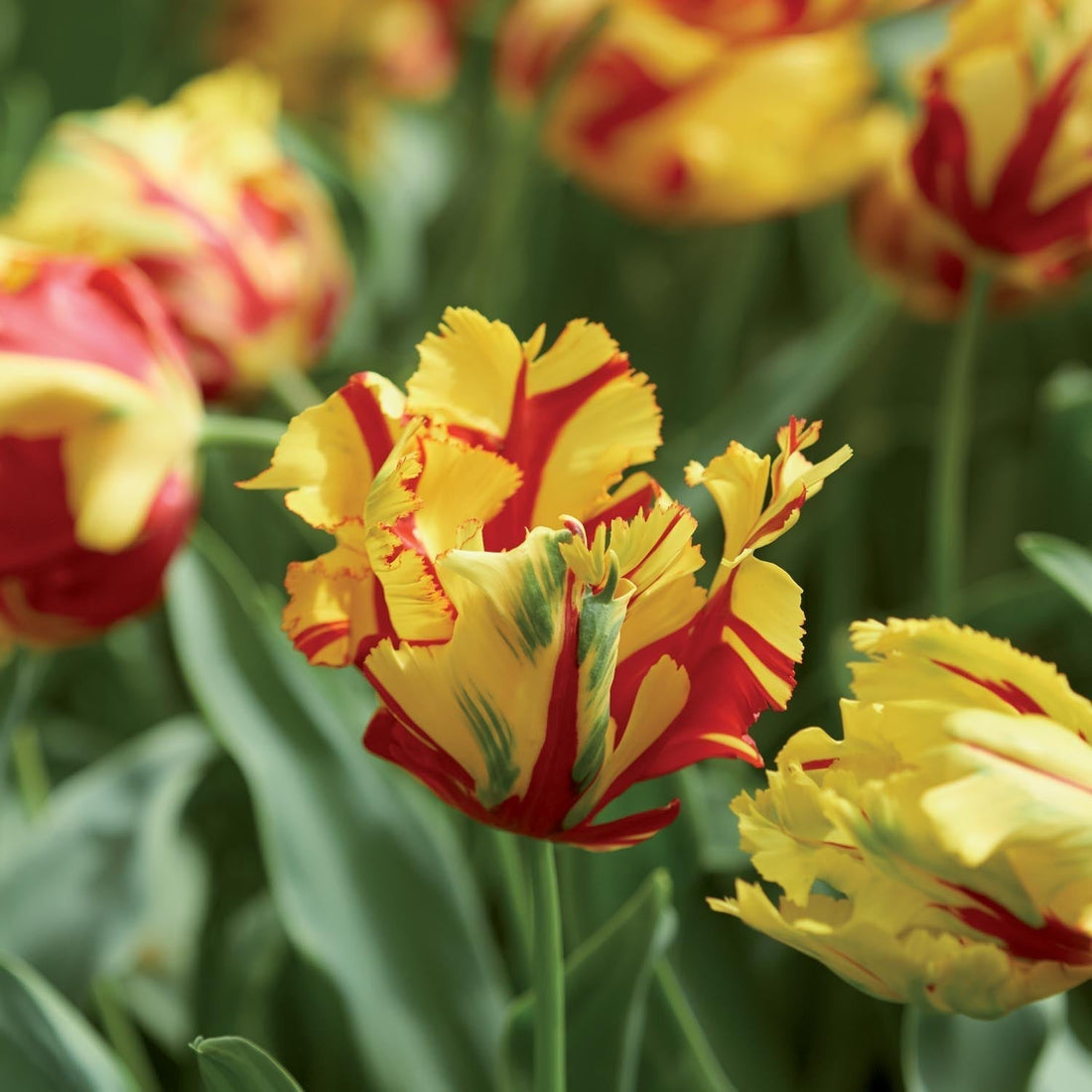 Tulp 'La Courtine Parrot'