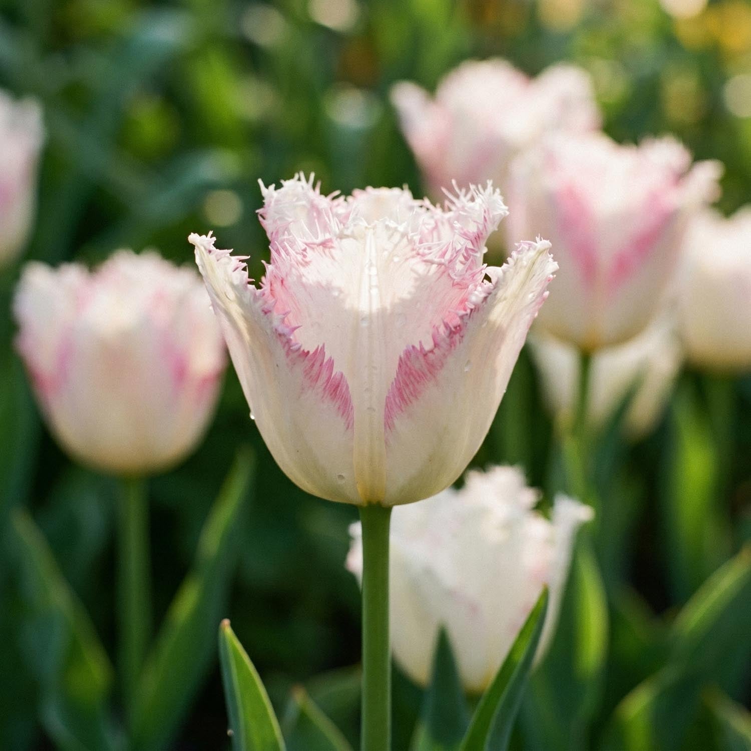 Tulp 'Lady Smile'