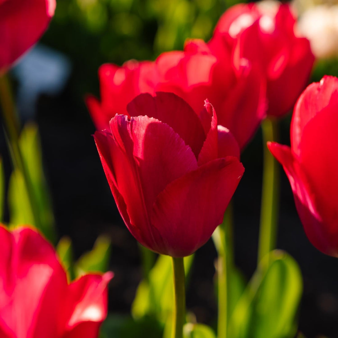 Tulp 'Lady van Eijk'