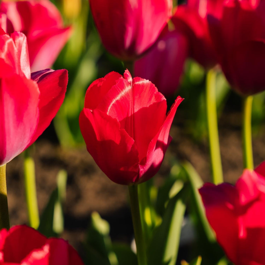 Tulp 'Lady van Eijk'