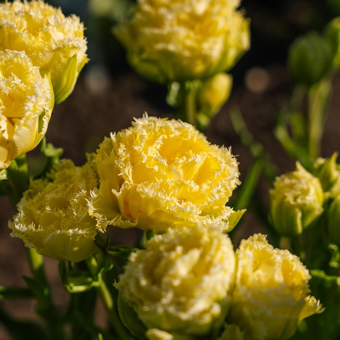 Tulp 'Lemon Shoot'