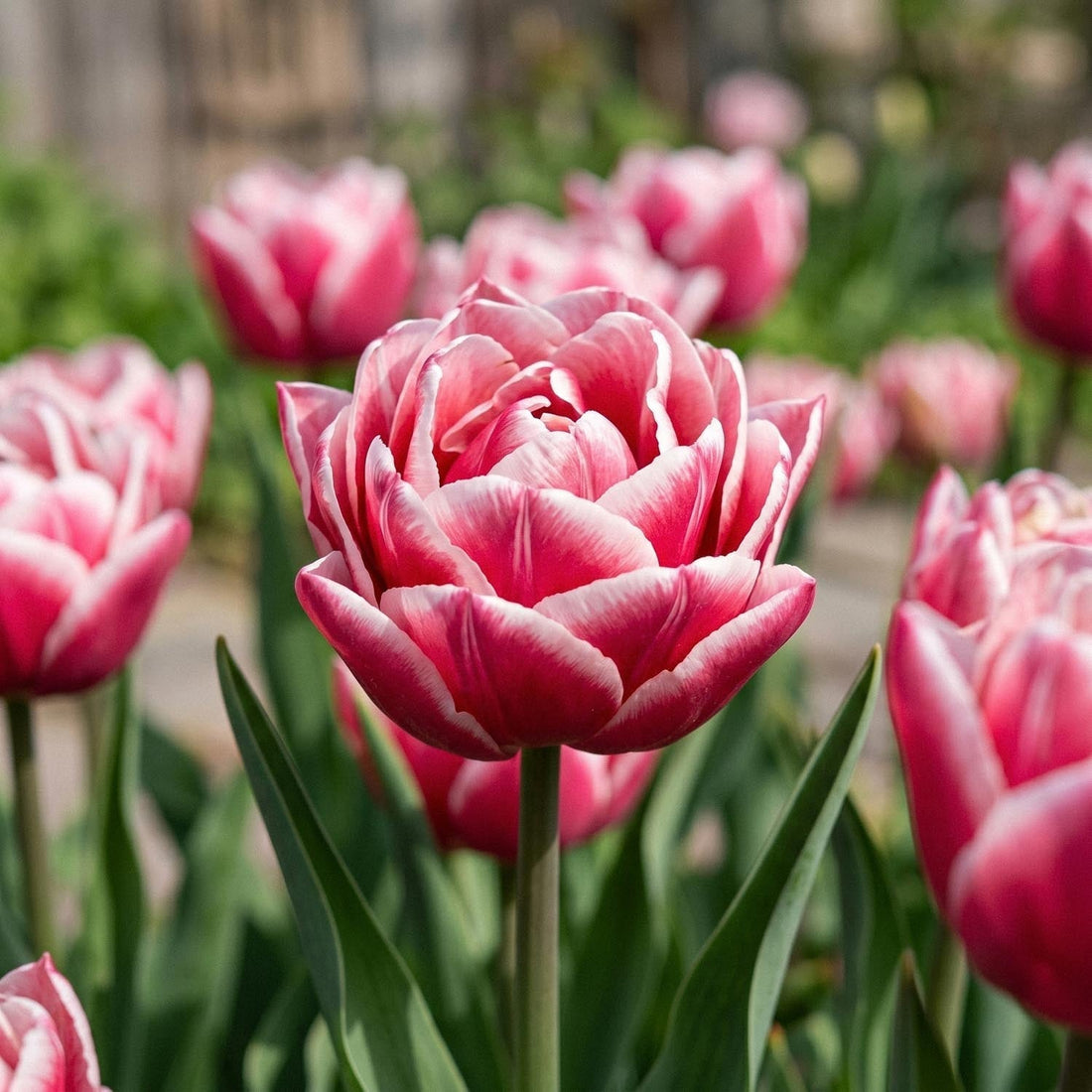Tulp 'Let's Dance'