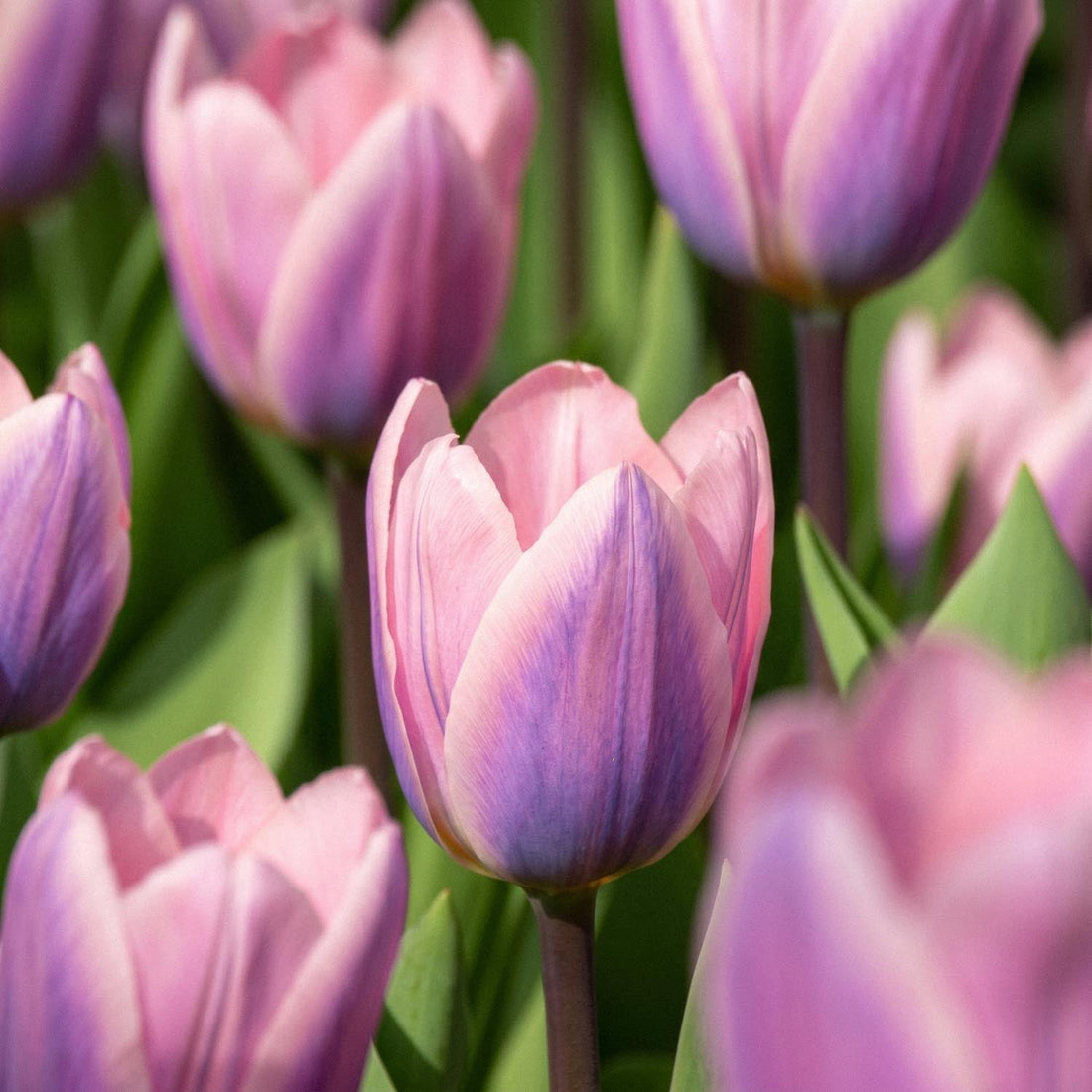 Tulp 'Light And Dreamy'