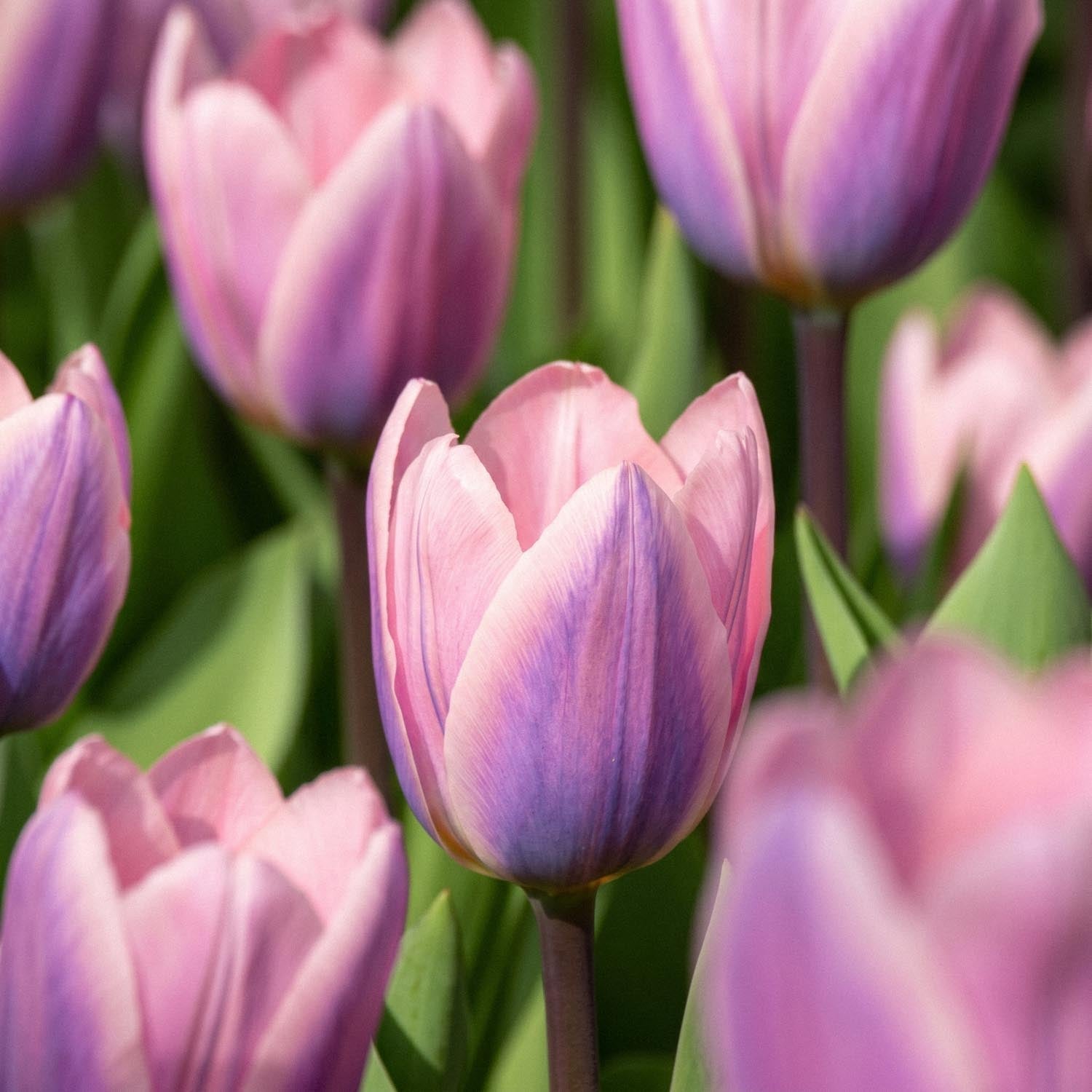 Tulp 'Light And Dreamy'