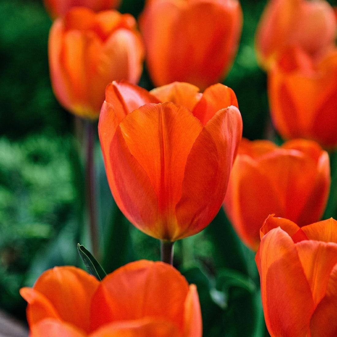 Tulp 'Lightning Sun'