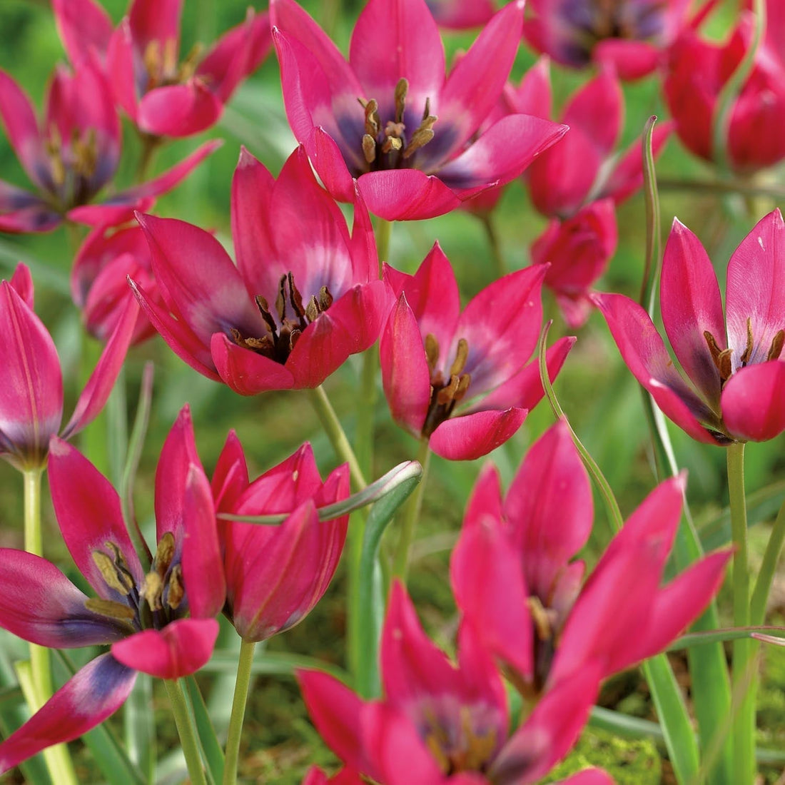 Tulp 'Little Beauty'