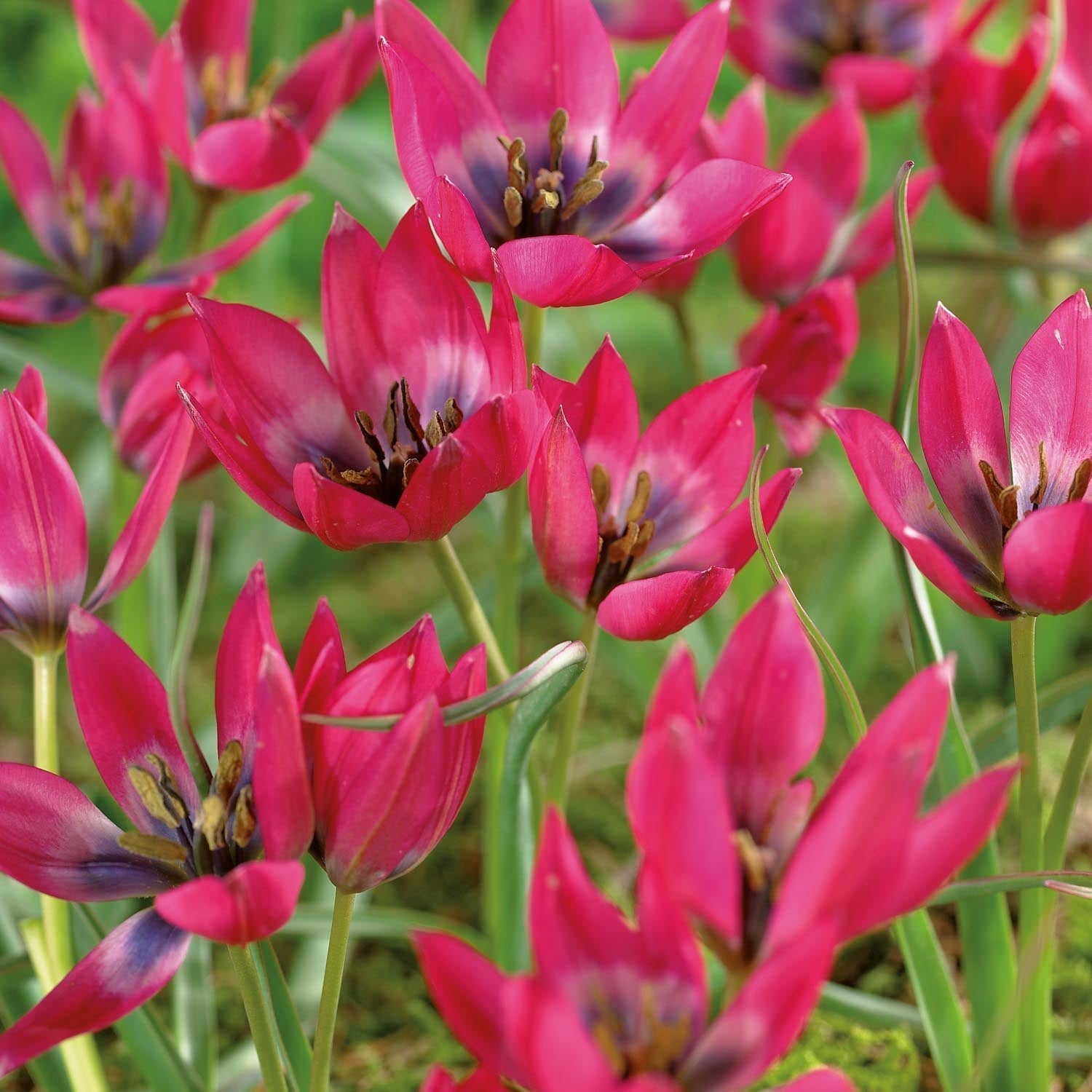 Tulp 'Little Beauty'
